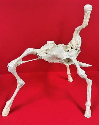 A sculpture crafted from materials resembling bones, featuring a design that combines skeletal forms in an abstract style.