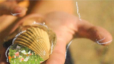 An image depicting a hand holding a seashell, with the end closer to the viewer replaced by an image of a flower-filled landscape, with faint white chalk-like streaks appearing along parts of the outlines of the hand and the seashell.